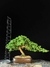 Procumbes - comprar online