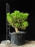 Pinheiro Negro - comprar online