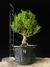 Pinheiro Negro - comprar online