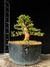 Cryptomeria - comprar online
