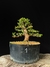 Cryptomeria