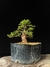 Cryptomeria na internet