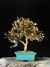 Loropetalum rubrum