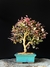 Loropetalum rubrum na internet