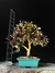Loropetalum rubrum - comprar online