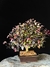 Loropetalum rubrum na internet