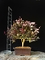 Loropetalum rubrum - comprar online