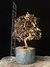 Loropetalum rubrum - comprar online