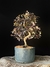 Loropetalum rubrum