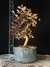 Loropetalum rubrum - comprar online