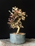 Loropetalum rubrum