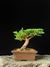 Procumbes