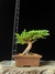 Procumbes - comprar online