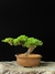 Procumbes