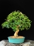 Caliandra - Dr Bonsai