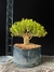 Buxus harlandii - comprar online