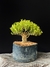 Buxus harlandii