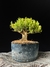 Buxus harlandii na internet