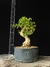 Ligustre - comprar online