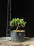 Procumbes - comprar online