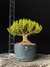 Buxus harlandii - comprar online