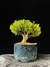 Buxus harlandii