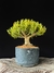 Buxus harlandii