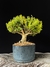 Buxus harlandii na internet