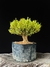 Buxus harlandii na internet