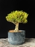 Buxus harlandii na internet