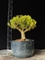Buxus harlandii - comprar online