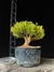 Buxus harlandii - comprar online