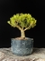 Buxus harlandii