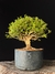 Serissa