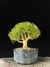 Serissa
