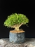 Serissa