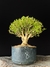Serissa