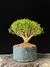 Serissa