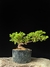 Procumbes