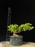 Procumbes - comprar online