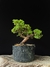 Procumbes - comprar online