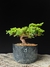 Procumbes - comprar online