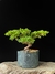 Procumbes - comprar online