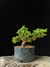 Procumbes