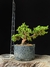 Procumbes - comprar online