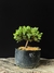 Procumbes