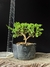 Procumbes - comprar online