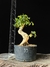 Ligustre - comprar online
