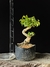 Ligustre - comprar online