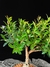 Cereja - Dr Bonsai